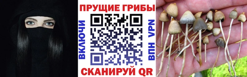 купить Малая Вишера Галлюциногенные грибы мицелий